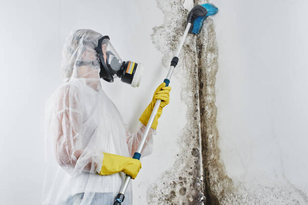 Best HVAC Mold Remediation in Marshall, TX