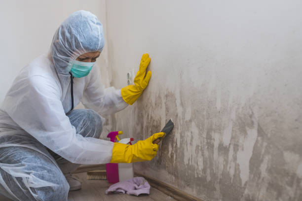 Best Commercial Mold Remediation in Marshall, TX