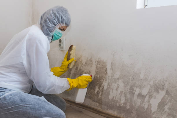 Best Basement Mold Remediation in Marshall, TX