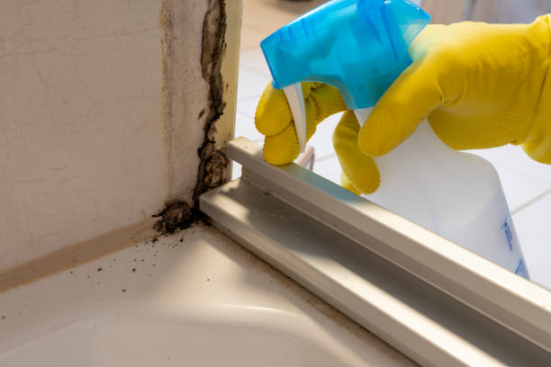 Best Emergency Mold Remediation in Marshall, TX