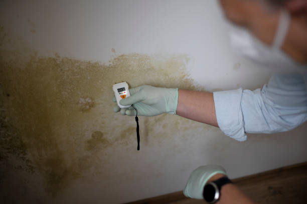 Best DIY Mold Remediation Support Services in Marshall, TX