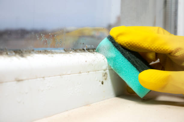 Best Residential Mold Remediation in Marshall, TX