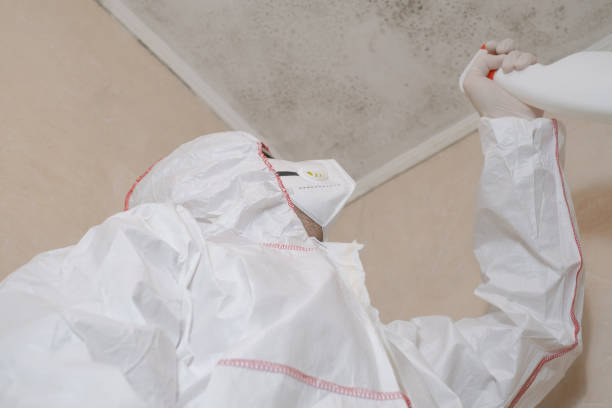 Best Insurance-Related Mold Remediation in Marshall, TX