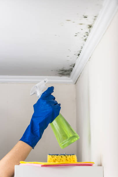 Best Black Mold Remediation in Marshall, TX