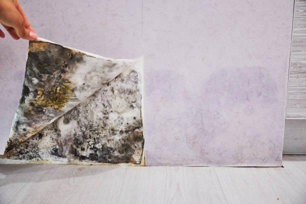 Best Residential Mold Remediation in Marshall, TX